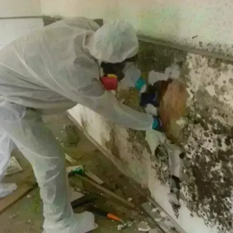 Mold Remediation and Removal in Bullard, TX